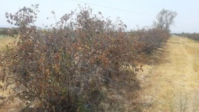 '2022 йил. Қирғизистонда яна қурғоқчилик бўлиши эҳтимоли бор, улар бунга қандай тайёргарлик кўришмоқда?'ning rasmi