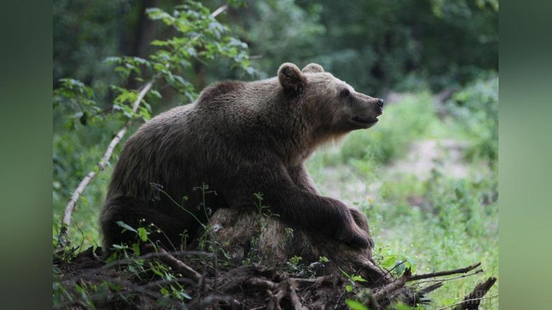'Italiyada sayyohni g`ajib o`ldirgan ayiq sud qilinmoqda'ning rasmi