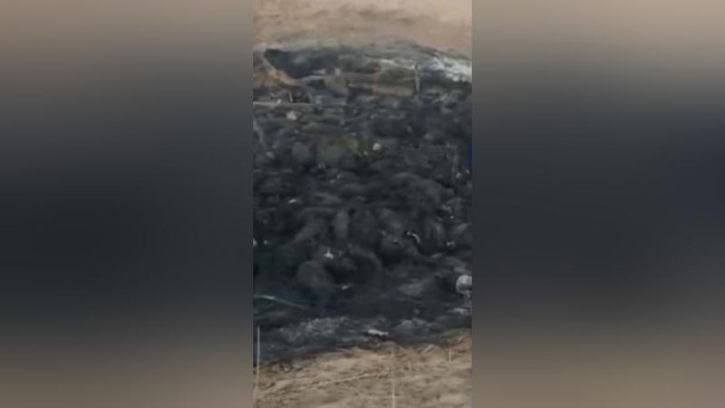 'Ellikqal`ada yonib ketgan 440 bosh qo`y va echki haqida yangi tafsilotlar ma`lum qilindi'ning rasmi