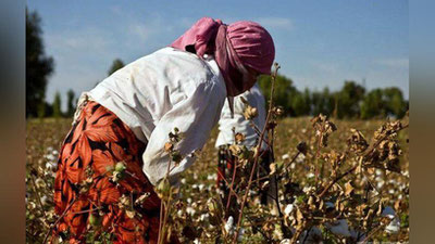 'Paxta mavsumida majburiy mehnatga yo`l qo`yganligi uchun beshta tuman hokimiga hayfsan e`lon qilindi'ning rasmi