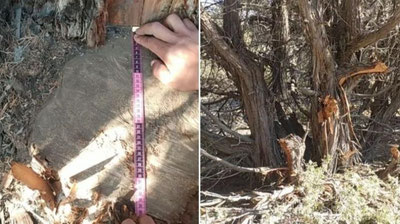 'Surxondaryoda mas`ullarning mas`uliyatsizligi sabab tabiatga 21,5 mln so`m zarar etdi'ning rasmi