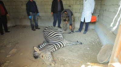 Изрображение 'В зоопарке Ферганы умерла зебра'