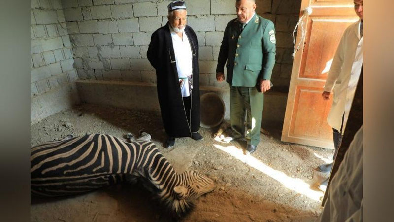 'Фарғона шаҳри ҳайвонот боғида зебра нобуд бўлди'ning rasmi