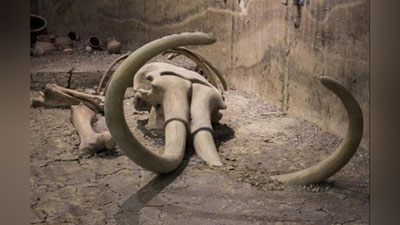 'Sibirda dunyodagi eng qadimiy DNK topildi'ning rasmi