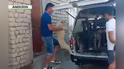 'Andijonda itlarni so`yib, go`shtini iste`mol qilayotgan shaxs aniqlandi (video)'ning rasmi