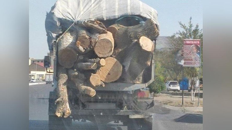 'Buxoroda yana daraxtlar kesib tashlandi (mi?)'ning rasmi