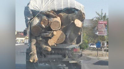 'Buxoroda yana daraxtlar kesib tashlandi (mi?)'ning rasmi