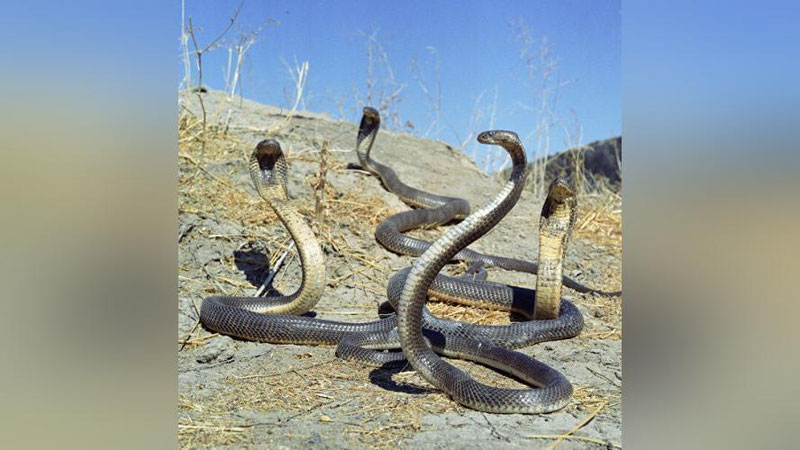 'Ikki metrli zaharli kobra oilaga hujum qildi. Ota bolasini kobradan qutqardi (Video)'ning rasmi