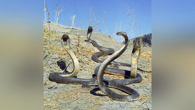 'Ikki metrli zaharli kobra oilaga hujum qildi. Ota bolasini kobradan qutqardi (Video)'ning rasmi