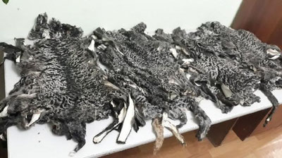 'Qorako`l terilarini yashirincha olib chiqish rejasi chippakka chiqdi'ning rasmi