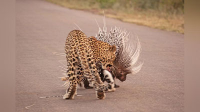 Изрображение 'Леопард и дикобраз на полтора часа перекрыли движение в парке в ЮАР (видео)'