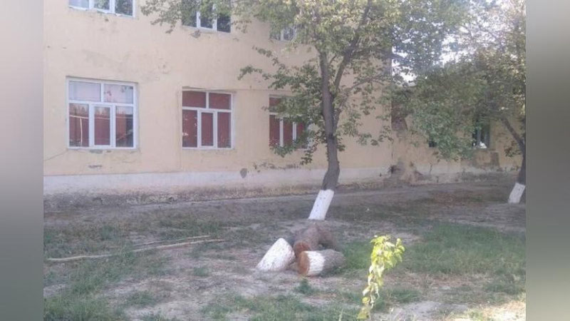 'Buxoroda maktab hovlisida 1 tup o`rik daraxtini kesib tashlagan qorovul 1,6 mln so`m jarima to`ladi'ning rasmi