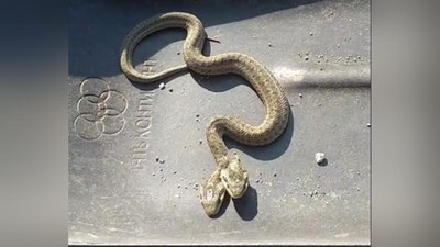 'Xo`jaobodda ikki boshli ilon topildi(video)'ning rasmi