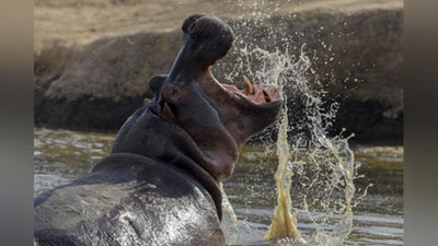 'Begemot baliqchining umriga zomin bo`ldi 'ning rasmi