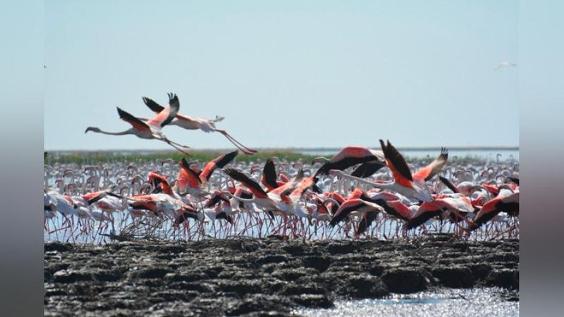 '​Qoraqalpog`istonga flamingo qushlari kela boshladi(Foto)'ning rasmi