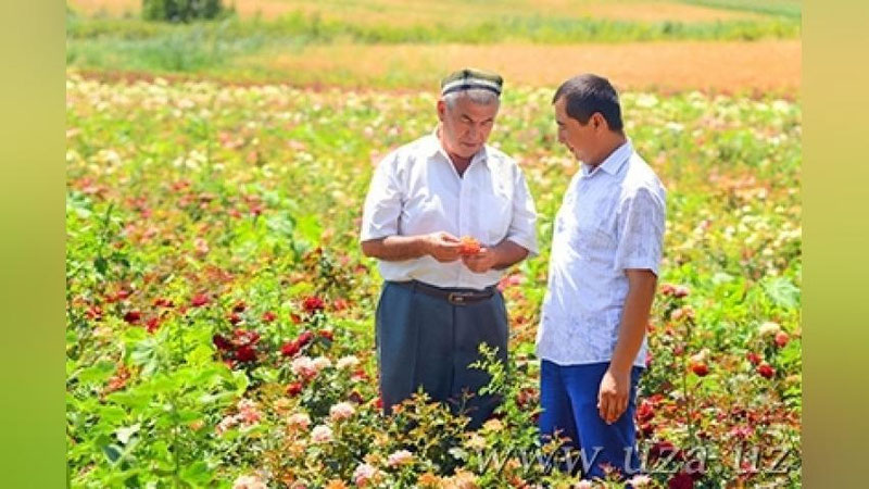 Изрображение 'В Узбекистане у 90% фермеров не возникало трудностей при получении земельного участка'