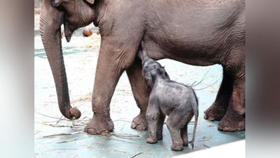 '​Москвадаги ҳайвонот боғида 90 килограммлик филча дунёга келди (Видео)'ning rasmi