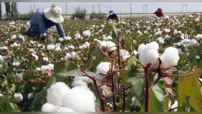 '​Uychi tumanida o`qituvchilarni paxta terimiga jalb etish holati oldi olindi'ning rasmi