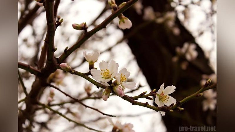 Изрображение 'ВЕСЕННЯЯ ПОГОДА ОЖИДАЕТ УЗБЕКИСТАНЦЕВ В ПОСЛЕДНИЙ ДЕНЬ ЗИМЫ'