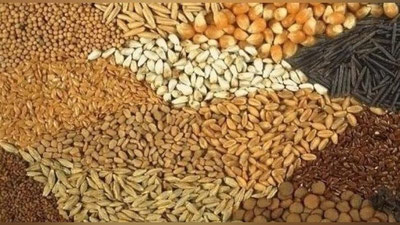 'Joriy yilgi mavsumda necha tonna donli ekinlar etishtirilgani ma`lum qilindi'ning rasmi