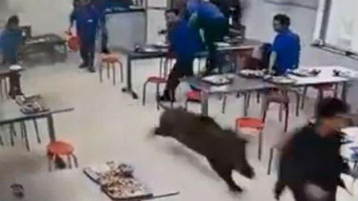 Изрображение 'Дикий кабан устроил погром в столовой в Китае (видео)'