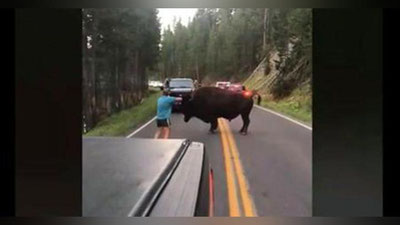 '55 yoshli erkak bizonni korridaga chorladi (Video)'ning rasmi