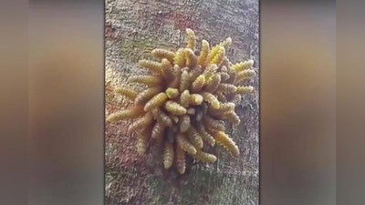 Изрображение 'БИОЛОГ ЗАСНЯЛ В ПЕРУ НЕОБЫЧНОЕ СУЩЕСТВО (ВИДЕО)'