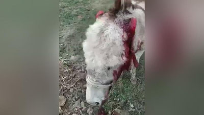 Изрображение 'В Бухарской области живодеру, отрезавшему уши у осла, дали 15 суток ареста'