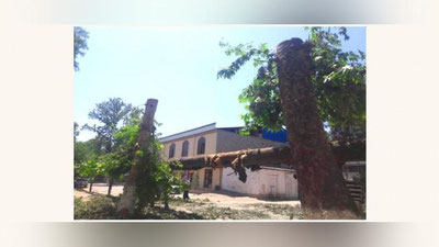 Изрображение 'Гражданин, незаконно срубивший 7 чинар в Зангиате, будет оштрафован'