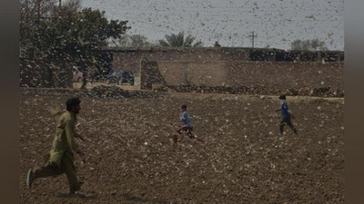 Изрображение 'Пакистан и Иорданию заедает саранча (видео не для слабонервных)'