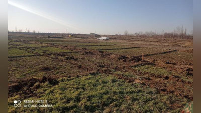 'Qarshi shahar hokimiyati sanoat zonasi qurish uchun minglab daraxtlarni kesib tashladi'ning rasmi