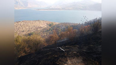 '“Burchmullo” o`rmon xo`jaligida yong`in sodir bo`ldi'ning rasmi