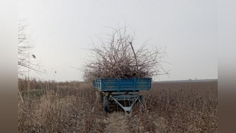 'Surxondaryoda fuqaro 14 dona daraxtlarni kesib tashlagani aniqlandi'ning rasmi