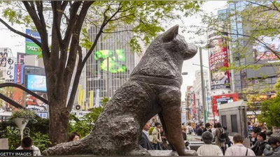 'Yaponiyada afsonaviy Xatiko iti tavalludining 100 yilligi nishonlandi'ning rasmi