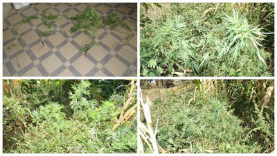 'Buxoroda yashovchi fuqaro xonadonidan 5 tup "kannabis" aniqlandi'ning rasmi