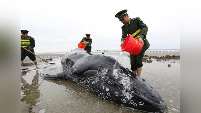 '​ShARQIY XITOYDAGI SOHILDA BUKRI KIT ChIQIB QOLDI'ning rasmi