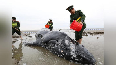 '​ShARQIY XITOYDAGI SOHILDA BUKRI KIT ChIQIB QOLDI'ning rasmi