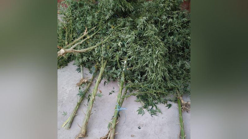 '“Kannabis”ni parvarishlash qimmatga tushdi'ning rasmi