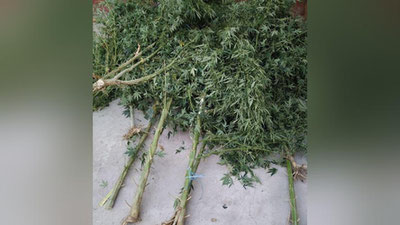 '“Kannabis”ni parvarishlash qimmatga tushdi'ning rasmi