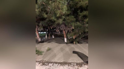 Изрображение 'Многострадальные сосны возле метро "Шахристон" залили бетоном (фото)'