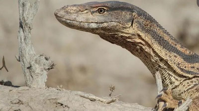 Изрображение 'Жителю Кашкадарьи, открывшему охоту на варанов ради "здоровья сердца", вынесен приговор'