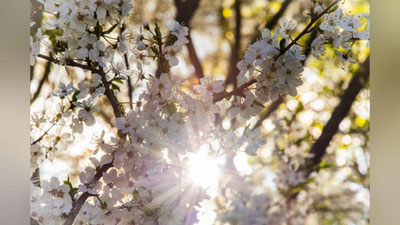 'Ertaga O`zbekistonda qanday ob-havo bo`ladi'ning rasmi