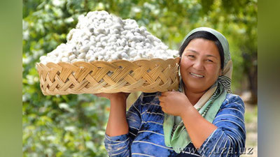 Изрображение 'НОВАЯ АССОЦИАЦИЯ ОБЪЕДИНИТ ШЕЛКОВОДОВ УЗБЕКИСТАНА'