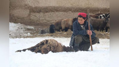 Изрображение 'Жертвами морозов и снегопадов этой зимой в Афганистане стали 39 человек'