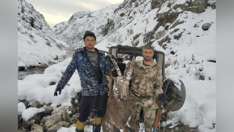 'Sibir tog` echkisini ovlashda qonunbuzilish holati aniqlanmadi — Ekologiya boshqarmasi'ning rasmi