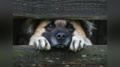 Изрображение 'ИМЕЕТСЯ ЛИ В ТАШКЕНТЕ ПРИЮТ ДЛЯ ЖИВОТНЫХ?'