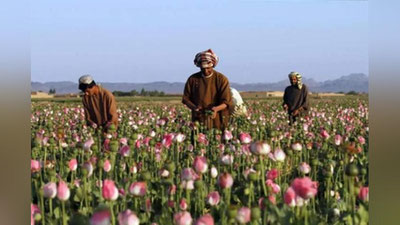 'Afg`onistonda afyun ekinlari 95 foizga qisqardi — BMT'ning rasmi