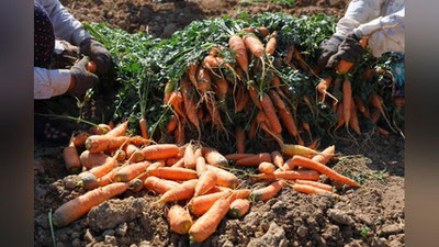 'Sabzi narxi tushishi kutilmoqda — Qishloq xo`jaligi vazirligi'ning rasmi