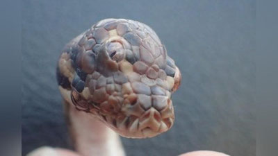 'Uch ko`zli ilon topildi 'ning rasmi