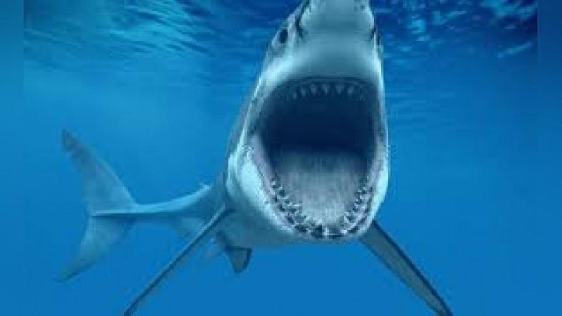 'Avstraliyada akula sayyohga hujum qildi 'ning rasmi